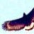 blackhawk